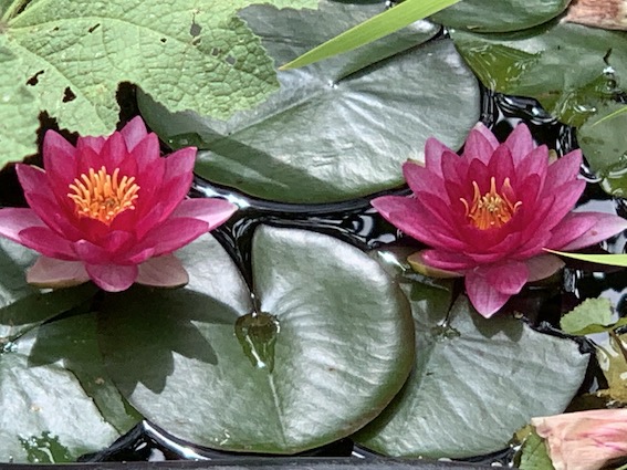 Zwei Lotus.klein